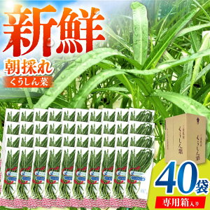 yӂ邳Ɣ[ŁzVN̂  eʃpbN 40 / TRs / O[nEXgc[AMCD002]