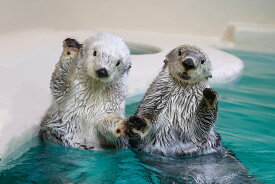 【ふるさと納税】30-53鳥羽水族館 年間パスポート 大人
