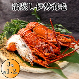 【ふるさと納税】O-9伊勢海老の活蒸し　3尾セット