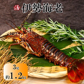 【ふるさと納税】O-21活　伊勢海老