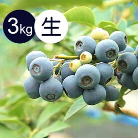 【ふるさと納税】 ブルーベリー 生ブルーベリー 3kg 2025年7月～8月順次発送 大粒 果物 お取り寄せ ご当地 三重 熊野市 特産品