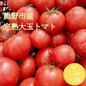 【ふるさと納税】 【2026年1月以降順次配送】熊野薬草園の 大玉トマト（1.2kg×2箱） トマト 大きい 完熟トマト 野菜 甘い 甘酸っぱい 冬限定 果肉が厚い 熊野市