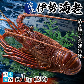 【ふるさと納税】 【冷凍】水谷水産 生食用 伊勢海老 1kg (2尾) 数量限定 期間限定 伊勢えび 伊勢エビ イセエビ 刺身 お刺身 お造り 魚介類 新鮮 海鮮 急速冷凍 人気 三重県 熊野市