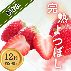 �y�ӂ邳�Ɣ[�Łz�y���ʌ���z�y12/31�܂ł̎�t�z���n���ǂ� ������ �u��ڂ��v12���i��290g�j���Ԍ��� ������ �C�`�S � �t���[�c �ʕ� �������� �u�����h������ �u�����h� �{ �O�d�� �F