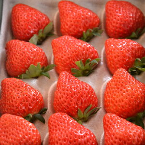 yӂ邳Ɣ[ŁzΔ_̃fJ܂䕁ugق؁vϔ 500g@yzsnFEkCEꌧzy1211076z