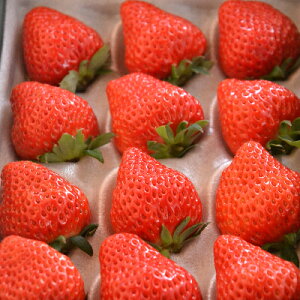 yӂ邳Ɣ[ŁzΔ_̃fJ܂䕁ugق؁vϔ@1000gyzsnFEkCEꌧzy1211078z