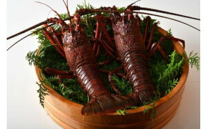 yӂ邳Ɣ[Łz   ɐCV 2 1kg VR ɐGr CV Gr lC hg hg X` CN   j v[g Od ɐ u VN CN  40000~ 4