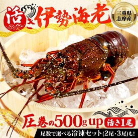 【ふるさと納税】 伊勢海老 選べる 150g ~ 500g 「活」き 冷蔵 冷凍 数量限定 期間限定 伊勢海老 伊勢エビ 伊勢 海老 エビ イセエビ 刺身 焼き物 お味噌汁 鍋 ボイル エビフライ アレンジ可 新鮮 海鮮 海産物 お取り寄せ グルメ ギフト 贈答 三重県 志摩市 今が旬