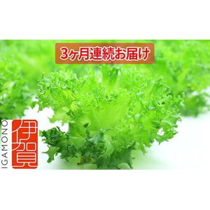 yӂ邳Ɣ[ŁzLeaf MieiSlH^AHꃌ^Xj80g×25@3A͂ | ^X AH VLVL T_ Ԃ k͔| t^X Yn  [ 