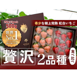 yӂ邳Ɣ[ŁzynNtgBERRYzLVFtpBygz㊮ngق؁EW 500gio2025N12{`2026N5{j | Hi HHi lC  