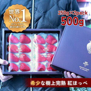 �y�ӂ邳�Ɣ[�Łz�y���n�N���t�g�BERRY�z�L���V�F�t��p�B�y���㊮�n�g�ق��؁z��500g�i�o��2025�N12����{�`2026�N5�����{�j | �H�i ���H�H�i �l�C �������� ��������