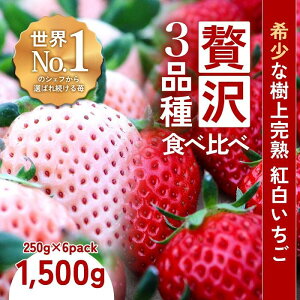 yӂ邳Ɣ[ŁzynNtgBERRYzLVFtpBy㊮n ~3Zbgi{2ijz1500gio2025N12{`2026N5{j | Hi HHi lC 