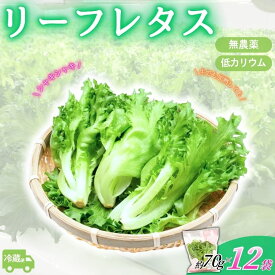 【ふるさと納税】 アノレタス（リーフレタス）新鮮シャキシャキ 栽培期間中無農薬低カリウムレタス 12袋セット【離島配送不可】