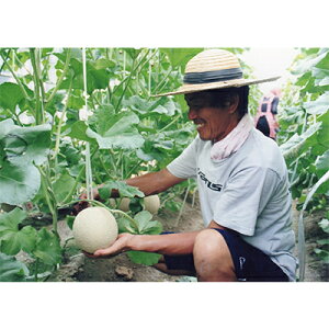 yӂ邳Ɣ[Łzؑ]Y}XN@2(11.5kgȏ)@ߘa8N716甭y1259093z