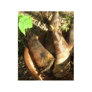 �y�ӂ邳�Ɣ[�Łz�������̗��R����͂��@���@�肽���̂��@2kg�y�z���s�n��F�����z�y1694764�z