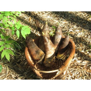 �y�ӂ邳�Ɣ[�Łz�������̗��R����͂��@���@�肽���̂��@3kg�y�z���s�n��F�����z�y1694765�z