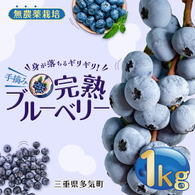 【ふるさと納税】 無農薬栽培 手摘み完熟ブルーベリー1kg 果物 くだもの フルーツ 完熟 手摘み ブルーベリー ジャム ピューレー スムージー シロップ 国産 農薬無使用 おいしい ビタミン 食物繊維 ミネラル 三重県 多気町 FR-03