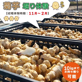 【ふるさと納税】 菊芋堀り 体験 （10kgまでお持ち帰りいただけます） 芋ほり 芋掘り お持ち帰り お土産 みやげ 粉末 パウダー イヌリン 国産 糖質 有機 血糖値 体型 血圧 いも 菊芋茶 菊芋チップス SDGs エコ サスティナブル 健康 話題 農薬不使用 食物繊維 野菜 サポート