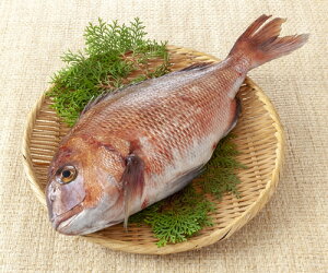 鯛 1kg 魚の人気商品 通販 価格比較 価格 Com
