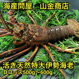楽天市場 ふるさと納税 伊勢海老の通販