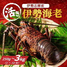 【ふるさと納税】 活き 伊勢海老 選べる 容量 約250～3000g 山金商店 地物 伊勢 伊勢えび 高級 鮮魚 焼き物 汁物 海鮮 特産 海の幸 魚介 イセエビ 海老 えび 歳暮 お正月 お祝い 贈り物 三重県 南伊勢町 伊勢志摩産 伊勢 志摩