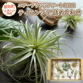 楽天市場 エアープランツの通販
