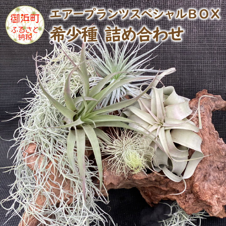 楽天市場 ふるさと納税 エアープランツスペシャルｂｏｘ 希少種 ティランジア 詰め合わせ 観葉植物 植物 エアプランツ 園芸 インテリア おうち時間 ギフト おしゃれ ウスネオイデス スパニッシュモス キセログラフィカ コットンキャンディ カピタータピーチ