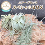 エアープランツスペシャルBOX 希少種 ティランジア 詰め合わせ 観葉植物 植物 エアプランツ 園芸 インテリア チランジア ギフト おしゃれ ウスネオイデス キセログラフィカ コットンキャンディ マレモンティ ストレプトフィラ 三重 御浜町