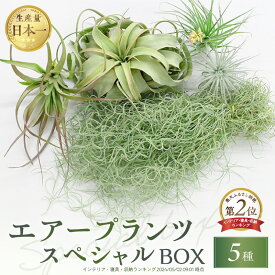 【ふるさと納税】生産量日本一 南紀グリーンハウス エアープランツスペシャルBOX 5種セット【丈夫で育てやすく、インテリアにもおすすめです 】