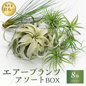 【ふるさと納税】高評価★4.73 生産量日本一 南紀グリーンハウス エアープランツアソートBOX 8種セット【丈夫で育てやすく、観葉植物をお探しの方にもおすすめです】