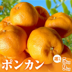 【ふるさと納税】【2026年発送 先行予約品】旨みと香りを産地直送！ ミカファーム みかん ポンカン 5kg 9kg 選べる 内容量【三重県御浜町産 甘くて食べやすい】