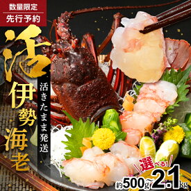 【ふるさと納税】文恵丸水産 ＜選べる内容量＞ 熊野灘産 活 伊勢海老 │ 魚介 海鮮 鮮魚 伊勢海老 伊勢エビ いせえび 海老 エビ 活きたまま 生きたまま 刺身 お刺身用 炭火焼 ボイル 蒸し焼き 味噌汁 濃厚 秋 冬 旬 数量限定 のし対応可 熨斗