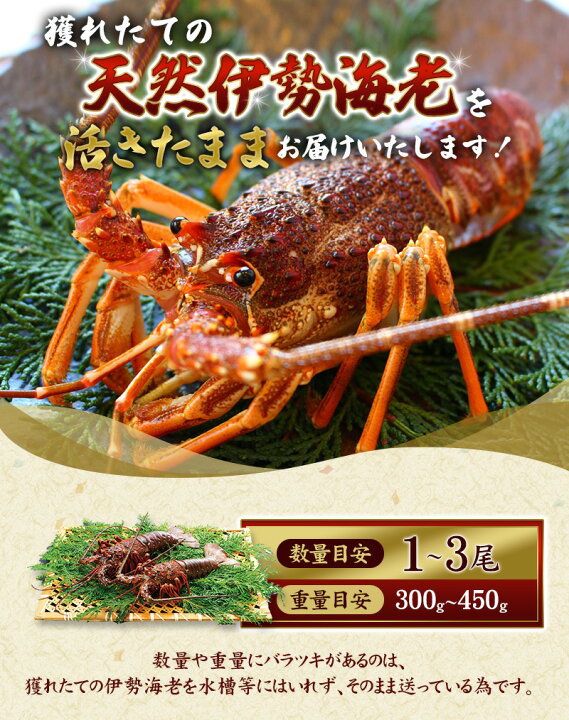 楽天市場】【ふるさと納税】 天然 伊勢えび（活）1〜3尾 300〜450g 
