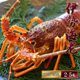 【ふるさと納税】 天然 伊勢えび（活）2〜5尾 750〜850g 【2025年10月下旬頃から2026年1月を除く3月までに順次発送】【1月は漁不可】 / 海老 伊勢エビ 伊勢海老 えび エビ 海鮮 海の幸 活 活き お取り寄せ 人気 数量限定 いせえび