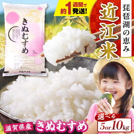 【ふるさと納税】すぐ届く【令和7年産】【選べる容量】きぬむすめ 5kg〜10kg 白米 滋賀県長浜市/株式会社コメック [AQDH005] きぬむすめ 米 お米 白米 5kg 10kg 5キロ 10キロ 近江米 美味しい ごはん 人気 おすすめ 精米 国産米 長浜市 産地直送 すぐ届く 早い 発送 すぐ