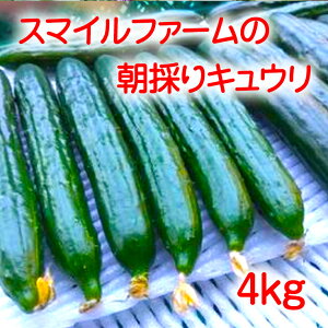 yӂ邳Ɣ[Łẑ肫䂤4kg  uh_Y Gi 20`25cm イ
