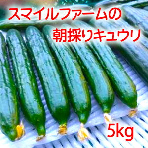 yӂ邳Ɣ[Łẑ肫䂤5kg  uh_Y Gi 20cm~25cm イ