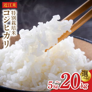 yӂ邳Ɣ[Łzߘa8N s\ߍ] RVqJ Iׂ e 5L ` 20L ʍ͔| Nxێ uXpbN V  ~l n Ă   cc ӂ