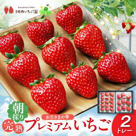 【先行予約】【ふるさと納税】数量限定 その日の朝に採れた いちご 2トレー お日さまの雫 詰め合わせ 完熟 朝穫り フルーツ 果物 お取り寄せ プレミアム ゆりかーご 贈答用 贈り物 滋賀県 守山市 送料無料