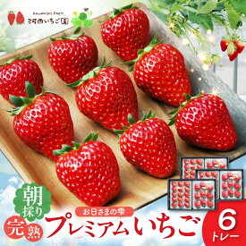【先行予約】【ふるさと納税】いちご お日さまの雫 6トレー 朝採り 完熟 数量限定 詰め合わせ フルーツ 果物 プレミアム ゆりかーご 贈答用 贈り物用 滋賀県 守山市 送料無料