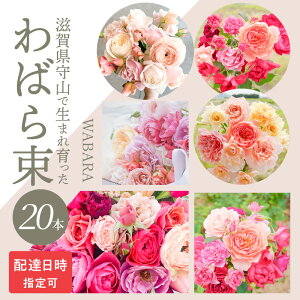 yӂ邳Ɣ[ŁzE݂ o ΂瑩 u[P 20{ zBw WABARA ԑ  蕨 ꂢ ȈՕ  CeA AW v[g 1֑} Jȕ炵 Ԃ̂鐶 
