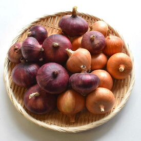 【ふるさと納税】【先行予約：2026年6月頃より順次発送】和らぎ農法 玉ねぎ便 2.5kg （栽培期間中、農薬・化学肥料・動物性堆肥不使用）/ 赤玉ねぎ セット 詰め合わせ 新鮮 野菜 食べ比べ 旬 / 滋賀県 栗東市 / ワダケン リアルソイルハウス[BIBM018]