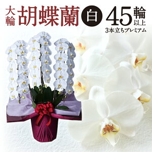 yӂ邳Ɣ[Łz ֌Ӓ  3{ v~A Ӓ  yV t ԗi Ε Mtg v[g j 蕨 ӂ邳Ɣ[ ꌧ ߍ] ߍ] AA-E01 H