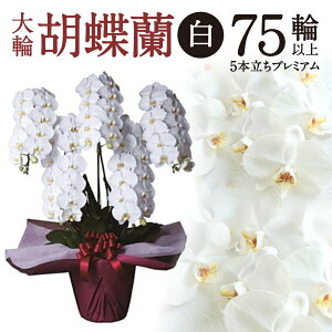 �y�ӂ邳�Ɣ[�Łz ��֌Ӓ��� �� 5�{���� �v���~�A�� �Ӓ��� �� �y�V ��t �ԗ�i ���Ε� �M�t�g �v���[���g ���j�� ���蕨 �ӂ邳�Ɣ[�� ���ꌧ �ߍ] ���ߍ] AH-E02 ���H�������