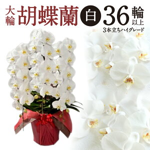 �y�ӂ邳�Ɣ[�Łz ��֌Ӓ��� �� 3�{���� �n�C�O���[�h�^�C�v �Ӓ��� �� �y�V ��t �ԗ�i ���Ε� �M�t�g �v���[���g ���j�� ���蕨 �ӂ邳�Ɣ[�� ���ꌧ �ߍ] ���ߍ] AO11 ���H�������