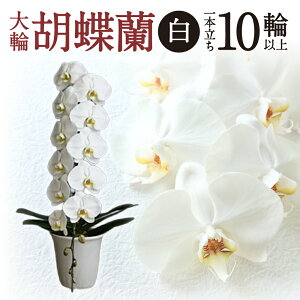 �y�ӂ邳�Ɣ[�Łz ��֌Ӓ��� �� 1�{���� �Ӓ��� �� �y�V ��t �ԗ�i ���Ε� �M�t�g �v���[���g ���j�� ���蕨 �ӂ邳�Ɣ[�� ���ꌧ �ߍ] ���ߍ] B-H06 ���H�������