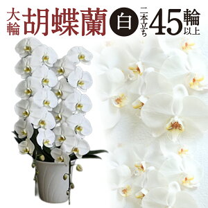 �y�ӂ邳�Ɣ[�Łz ��֌Ӓ��� �� 2�{���� �Ӓ��� �� �y�V ��t �ԗ�i ���Ε� �M�t�g �v���[���g ���j�� ���蕨 �ӂ邳�Ɣ[�� ���ꌧ �ߍ] ���ߍ] F18 ���H�������