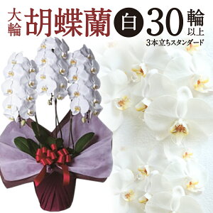 �y�ӂ邳�Ɣ[�Łz ��֌Ӓ��� �� 3�{���� �X�^���_�[�h�^�C�v �Ӓ��� �� �y�V ��t �ԗ�i ���Ε� �M�t�g �v���[���g ���j�� ���蕨 �ӂ邳�Ɣ[�� ���ꌧ �ߍ] ���ߍ] H05 ���H�������