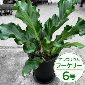 【ふるさと納税】 アンスリウム(アンスリューム) フーケリー 6号 花 きれい お中元 自宅用 家庭用 国産 冷蔵 楽天 返礼品 寄付 お歳暮 お祝い 贈り物 故郷納税 滋賀県 東近江 近江 A-G18 湖東フラワー