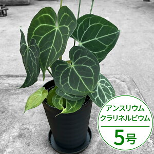 �y�ӂ邳�Ɣ[�Łz �A���X���E��(�A���X�����[��) �N�����l���r�E�� 5�� �� ���ꂢ ������ ����p �ƒ�p ���Y �① �y�V �ԗ�i ��t ���Ε� ���j�� ���蕨 �̋��[�� ���ꌧ ���ߍ] �ߍ] A-G19 